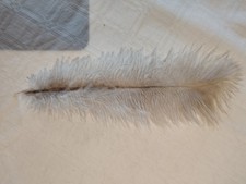 Plumes autruche anciennes d'occasion  Rabastens