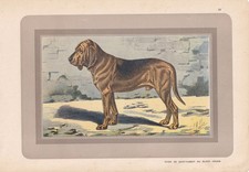 1931 bloodhound dog for sale  BIDEFORD