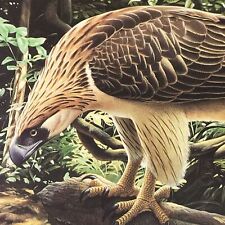 Boyer philippine eagle for sale  Ruskin