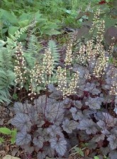 Heuchera palace purple for sale  STOCKPORT