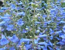 Penstemon electric blue for sale  UK
