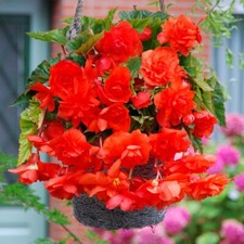 Begonia giant pendula for sale Begonia giant pendula for sale  LONDON