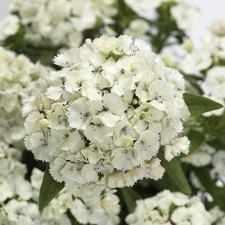 Carnation dart white for sale  LLANDYSUL
