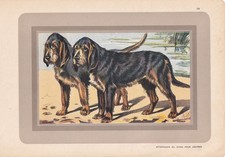 1931 otterhound dog for sale  BIDEFORD
