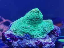 Green montipora encrusting for sale  REDRUTH