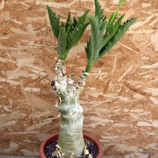 D1448 cyphostemma cissus for sale  Shipping to United Kingdom