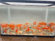Comet goldfish for sale  Spring Lake