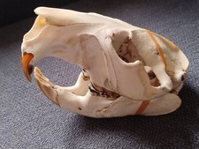 Real scull european for sale  CAMBORNE