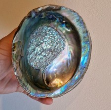 Large abalone shell for sale  WOKING