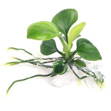 Anubias barteri round for sale  HOUNSLOW