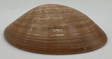 Conchiglia collezione donax usato  Loro Ciuffenna