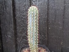 Cipocereus bradei rare for sale  DERBY