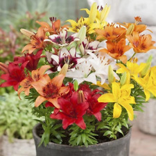 Lilienzwiebeln asiatische lili gebraucht kaufen  Guben
