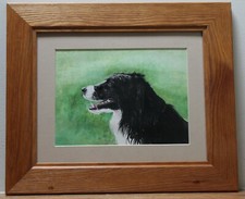 Joy border collie for sale  LISKEARD