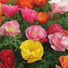 2000 seeds californian for sale  READING