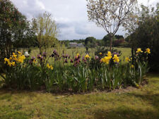 Iris germanica d'occasion  Chailles
