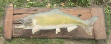 Salmon fish taxidermy for sale  Morrison