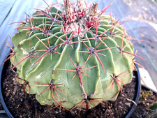 Echinocactus texensis barrel for sale  USA