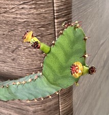Euphorbia opuntioides. huge for sale  LLANTWIT MAJOR