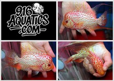 Inch golden base for sale  USA