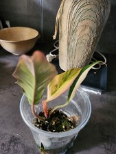 Philodendron caramel marble gebraucht kaufen  Markt Schwaben