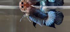 Betta super ghost for sale  Fresno