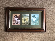 Springer spaniels shooting for sale  ROSS-ON-WYE