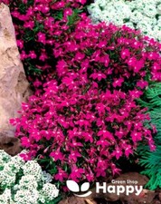 Lobelia rosamond 7000 for sale  DONCASTER