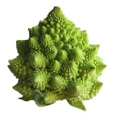 Romanesco broccoli seeds for sale  Philadelphia