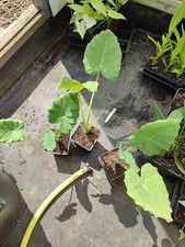 Leucocasia gigantea thailand for sale  HOLT