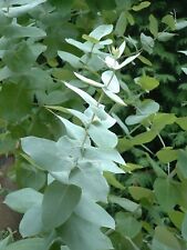EUCALIPTO LIMON eucalyptus citriodora ( hojas olor a limón ) 200 semillas seeds  comprar usado  Enviando para Brazil