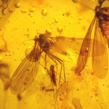 Scorpion flies burmese for sale  GILLINGHAM