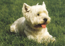 Westi * WEST  HIGHLAND  White Terrier     *       * Postkarte  *  Postcard  # 4A comprar usado  Enviando para Brazil