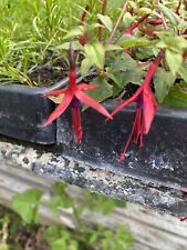 Fuchsia magellanica hardy for sale  SPALDING