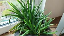Echte aloe vera gebraucht kaufen  Magdeburg