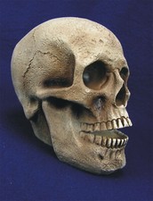 Großer totenkopf menschlicher gebraucht kaufen Großer totenkopf menschlicher gebraucht kaufen  Bergen