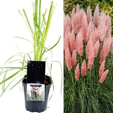 Pampas grass rosea for sale  GLASGOW