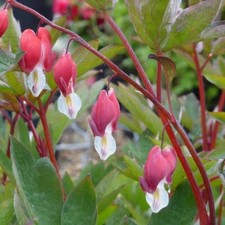 Dicentra valentine bleeding for sale  SALTASH