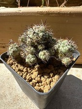 Ortegocactus macdougallii pot usato  Valdastico