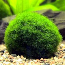 Marimo moss ball for sale Marimo moss ball for sale  THAME