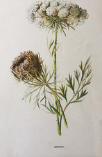 familiar wild flowers hulme for sale familiar wild flowers hulme for sale TORRINGTON