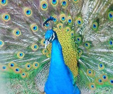 Peacock peafowl hatching for sale  Charlotte