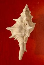Poland myocene gastropod for sale  Shipping to Ireland