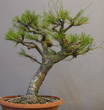 02406 pinus nigra gebraucht kaufen  Immenstaad am Bodensee