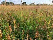 Yellow rattle seed for sale  BIRMINGHAM