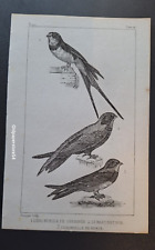 Gravure buffon oiseau d'occasion  Lunéville