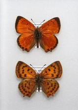 Pair grecian copper for sale  FOLKESTONE