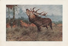 Rothirsch rotwild edelhirsch gebraucht kaufen Rothirsch rotwild edelhirsch gebraucht kaufen  Kassel