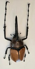 Giant japanese rhinoceros for sale  Seward