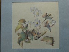 Blumenstillleben leberblümche gebraucht kaufen  Deutschland